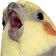 birdO