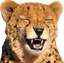 4Cheetah