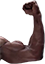 MuscleR