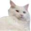 widepeepoPussy