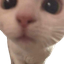 PogO
