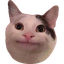 catBruh