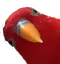 birbLookingAtYou