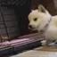 dogBOOP