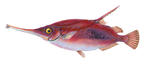 zootFish
