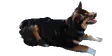 yionBork