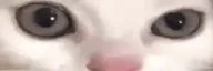 stareCat