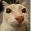 Gato