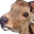 Deerchi