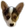 corgiPooper