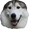 Huskyreon