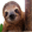 HappySloth