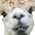 CamelBro