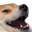 dogeKek2