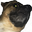 DoomDog