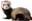 broodFerret