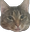 reactCat