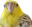 BirdWot