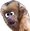 monkeyDerp