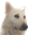 JGDOG