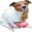 Tezdog