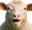 SheepHype