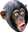 PogChimp