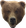 BrownBear