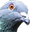 pigeonW