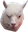 AngryAlpaca