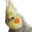 llamaBirb2