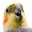 llamaBirb