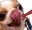 Prankchi
