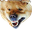 madDoge