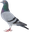 Tachypigeon