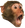 GTChimp