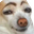 SmugDoge