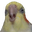 PeteyBird