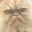 catW