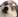 MBderpdog