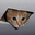 CeilingCat