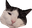 tripodCat