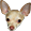 HayChihuahua