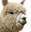 BetaAlpaca