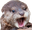 otterChamp