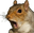 squirrelPog