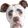 FeelsBadDog