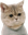 undercatSad