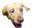 dogWut