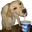 PepsiDog